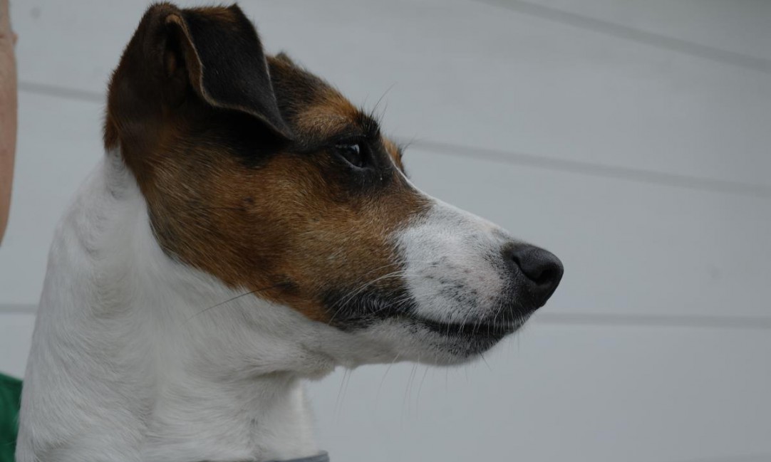 vitold (1)